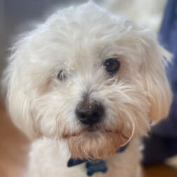 Simba - our lovely Couton de Tulear